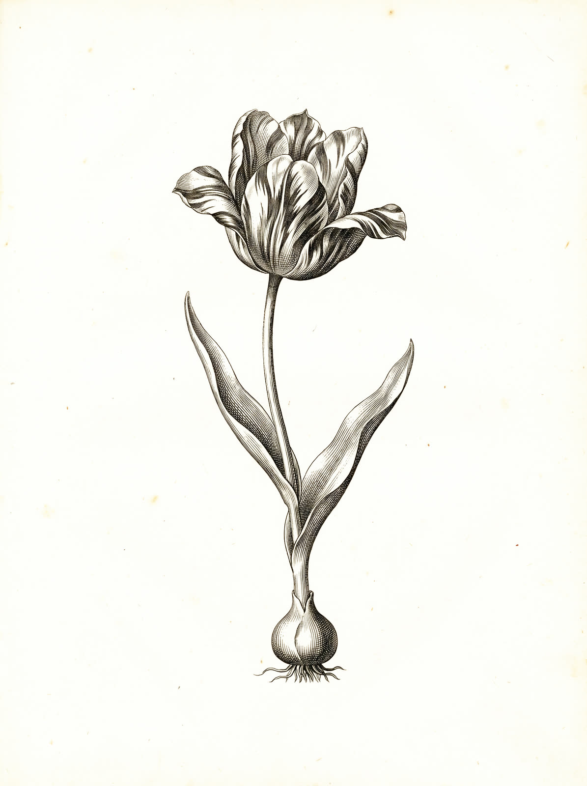 Engraved plate of the Semper Augustus tulip, its striped bloom above and its bulb laid bare below.