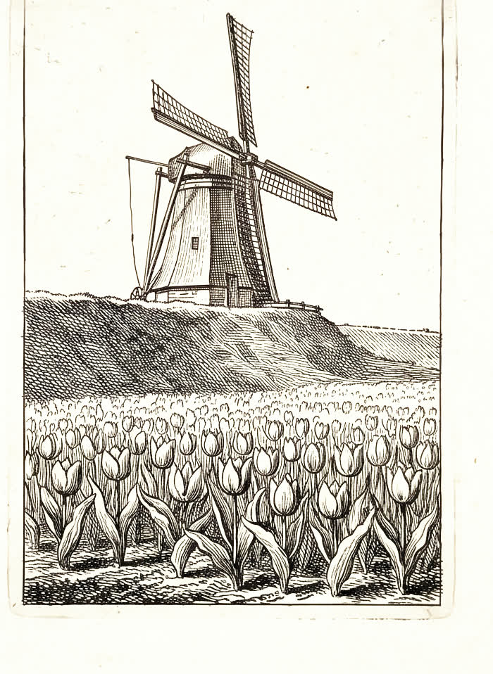 End-piece engraving of a windmill above a field of tulips.